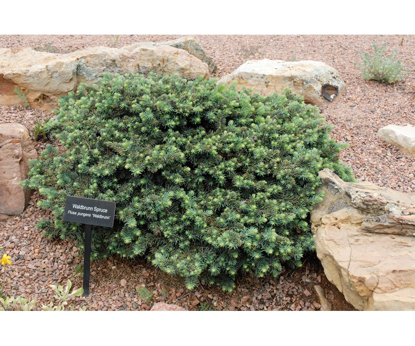 Waldbrunn Spruce